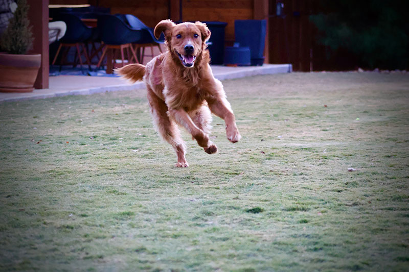 Lower Gastrointestinal Endoscopy Protocol