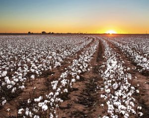 Board-Certified Veterinary Specialists in Lubbock, Texas